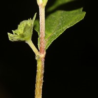 Eclipta prostrata (L.) L.